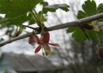 Курганская область: и в Киото будут яблони цвести от ЗАО `Сады Зауралья`