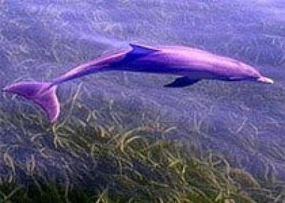 У берегов Австралии обнаружен новый вид дельфинов