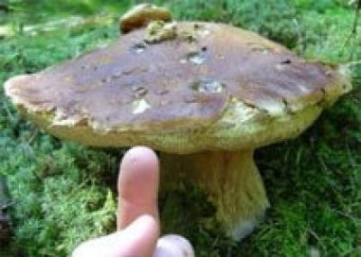 Россиянин нашел гриб весом 11 килограммов