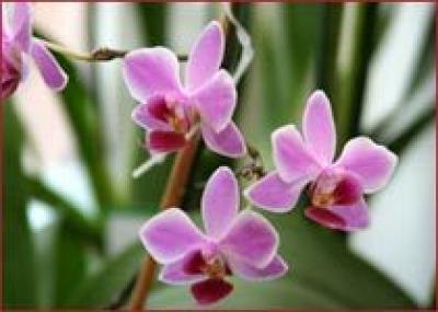 Плантация Орхидей станет туристической Меккой
