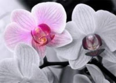 Ботаники обнаружили самую маленькую орхидею в мире