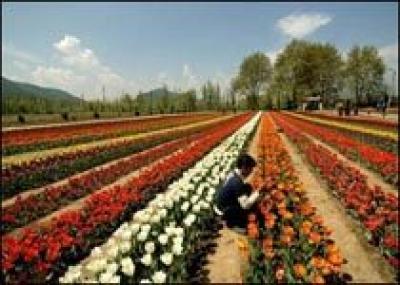 Тюльпановый рай переехал в Кашмир?
