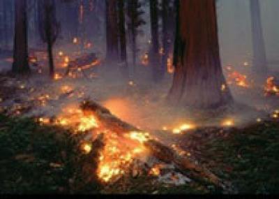 Выплаты компенсаций в Нижегородской области задерживаются для 119 пострадавших от ландшафтных пожаров семей