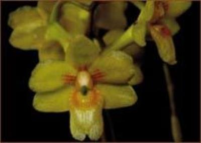 В Индонезии обнаружено два новых вида орхидей