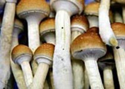 В Нидерландах запрещают продажу галлюциногенных грибов