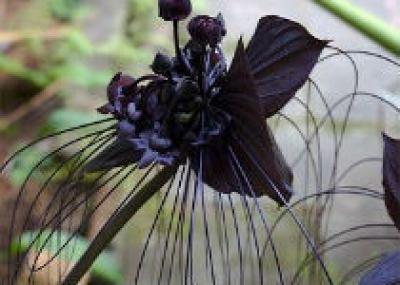 Существование черных цветов