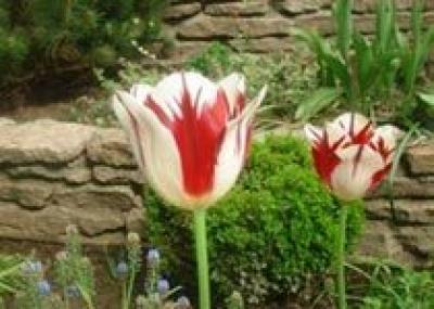 Тюльпаны: садоводство для `чайников`