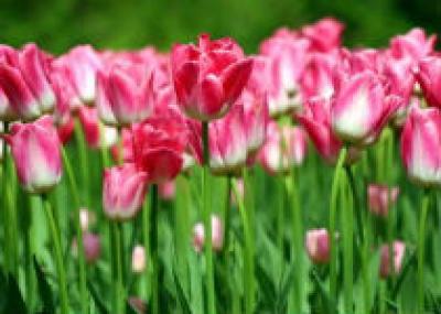 В Красноярске начался конкурс на самый красивый тюльпан