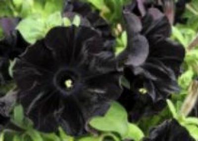 В Британии вывели сорт черных цветов