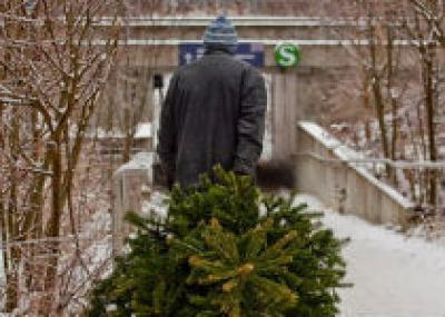 Кемеровские власти проводят программу утилизации новогодних елок