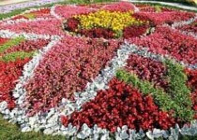 В Чебоксарах высадят 120 цветочных клумб