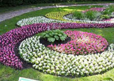 Волгоградский ботанический сад готовится к 60-летию Волжского