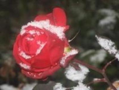 Защищаем розы от мороза