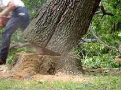 Как безопасно удалить дерево с придомовой территории