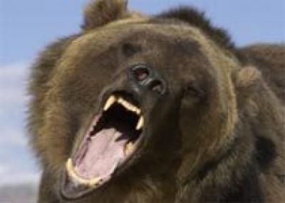 Латвия: туриста оштрафовали за перевозку медвежьего зуба