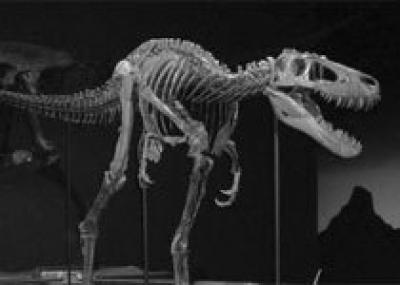 Патагония: обнаружен скелет гигантского плотоядного динозавра