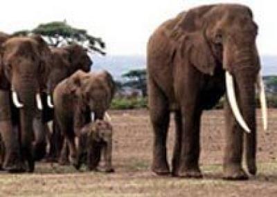 Туристам покажут эфиопских слонов