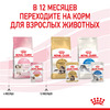 ROYAL CANIN Kitten Instinctive Корм влаж.кус.в желе д/котят пауч 85г