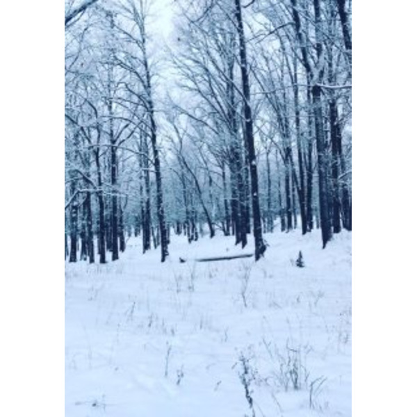 Предновогоднее чудо