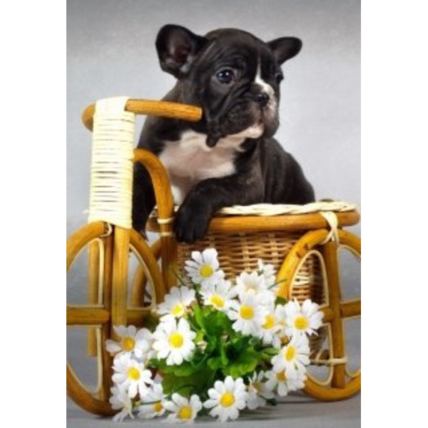 Ромашка для Бульдога