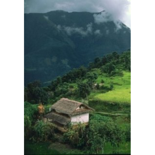 Волшебный рис