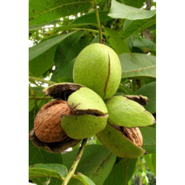 Орех в кармане