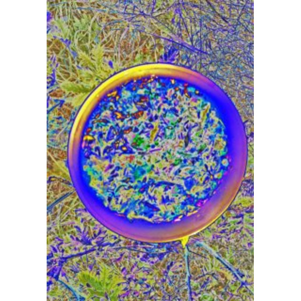 "Хищная Андромеда"