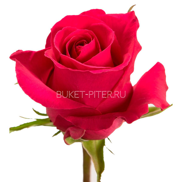 Роза Gotcha Готча ЭКВАДОР (КРУПНЫЙ БУТОН)