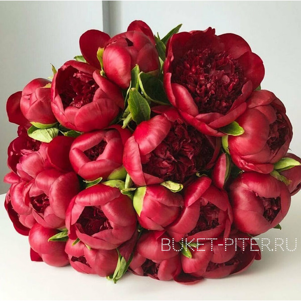 Букет Бордовых Пионов №13