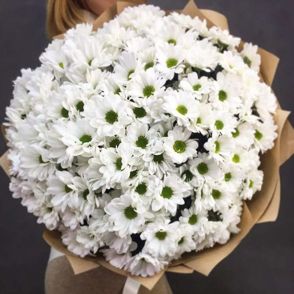 Букет Хризантем Бакарди в упаковке