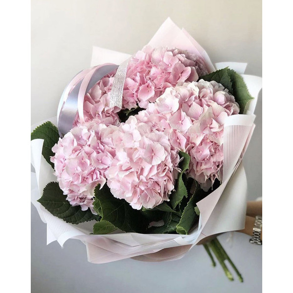 Букет Розовых Гортензий в Матовой упаковке LUX