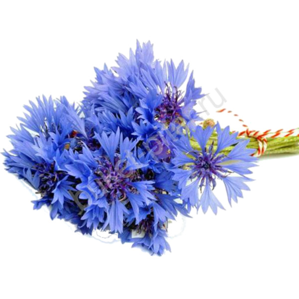 Букет из синих васильков